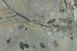 Pennsylvanian Fossil Fern (Neuropteris) Plate - Kentucky #248180-1